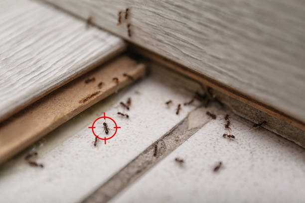 Best Mosquito Control Services  in Grayson, CA